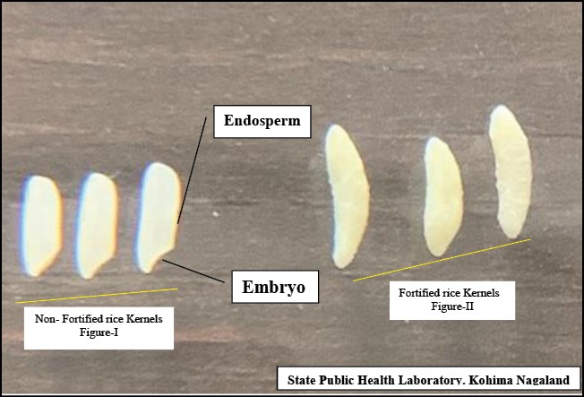 Morphology of fortified rice kernels will be different from non-fortified rice kernels as indicated in the Figure-I and Figure-II. Non-fortified rice kernels will have prominent embryo from endosperm whereas in fortified rice kernels it will be absent.